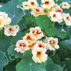 Mixed Nasturtium Seeds for Planting, 300pcs Rare Climbing Nasturtium Flower Seeds, Non-GMO Heirloom Beauty Home Garden Blooms Flowers Plants for Outdoors Indoors