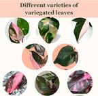 4 Inches Philodendron Pink Princess Live Plant with 4" Pot - Philodendron Plant Live Easy to Grow and Air Purifying - Indoor Houseplants for Home Office Wedding Decor & Gift Idea(Heat Pack Included)