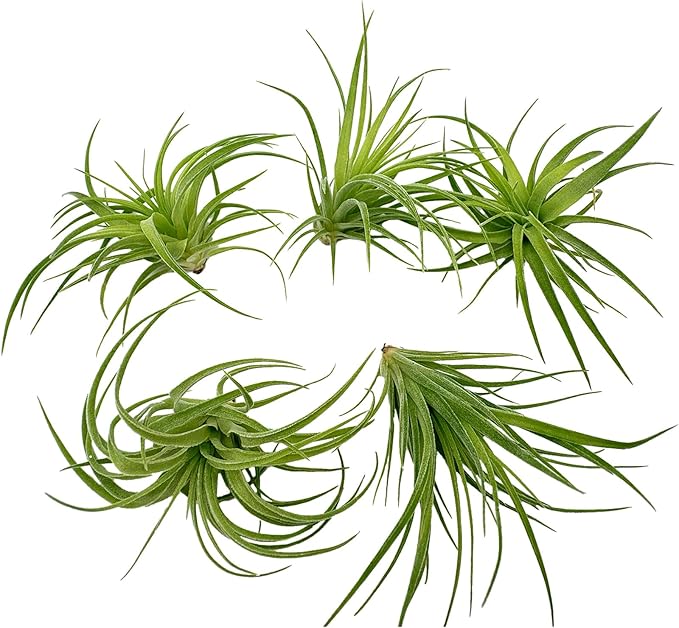 Live Air Plants - Tillandsia Geminiflora 3-6" - 5ct – ragnaroc Live Indoor Plant - Live Arrival Guaranteed - House Plants for Home Decor & Gift
