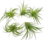 Live Air Plants - Tillandsia Geminiflora 3-6" - 5ct – ragnaroc Live Indoor Plant - Live Arrival Guaranteed - House Plants for Home Decor & Gift