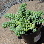 Altman Plants, 3.5" Donkey Tail Succulent Plants Live Succulents Plants Live Indoor Plants Live Houseplants Live Indoor House Plants Indoors Live Plants Indoor, Outdoor Plants Live Succulent Plants