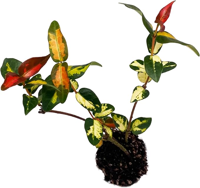 ragnaroc Jasmine Summer 2-6" (Jasminum officinale) 4ct - Live Plant for Indoor Outdoor Use, Garden & Landscaping - Live Arrival Guaranteed