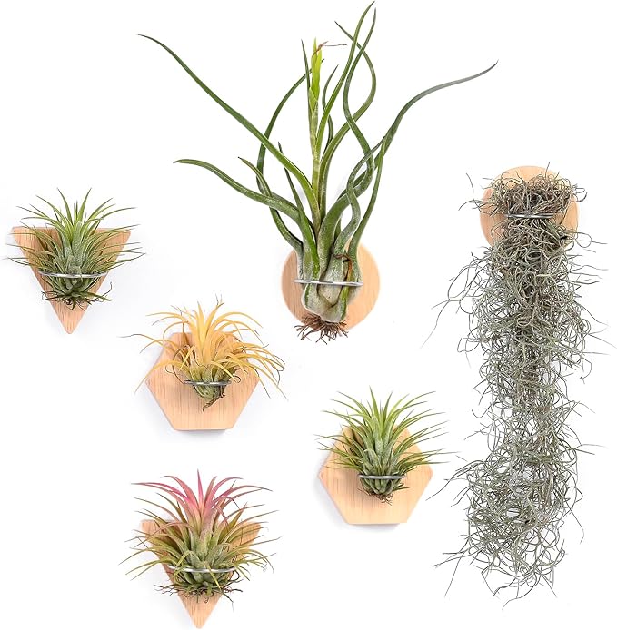 MITIME Air Plants Holders-Real Wood Live Air Plant Holders.Rustic Air Plant Stand,Wall-mounted to save space.(Plants not included)(Mix Set of 6)