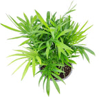 Neanthe Bella Palm (4" Grower Pot) - Low Light and Healthy Houseplant - Easy to Care Indoor Houseplant - Fully Rooted in 2/4/4.5/5/6 inch Sizes