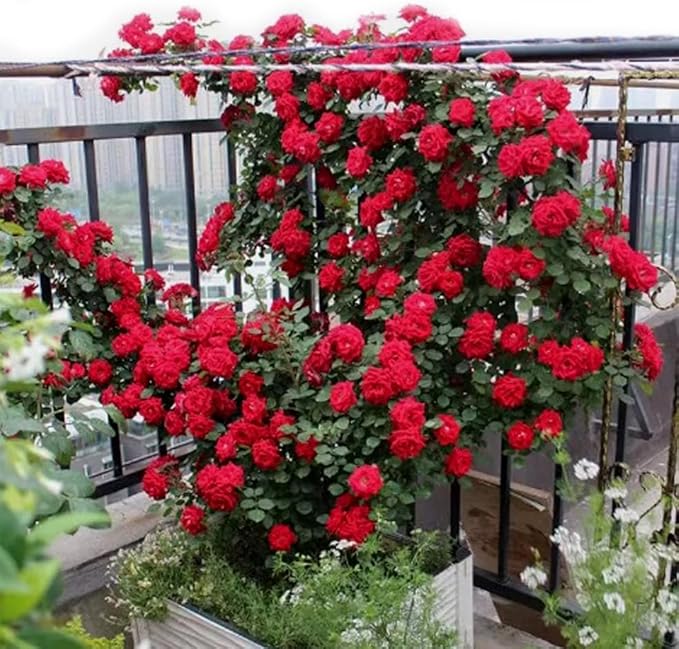 100PCS Red Climbing Rose Seeds Perennial Fragrant Flower Seeds Heirloom