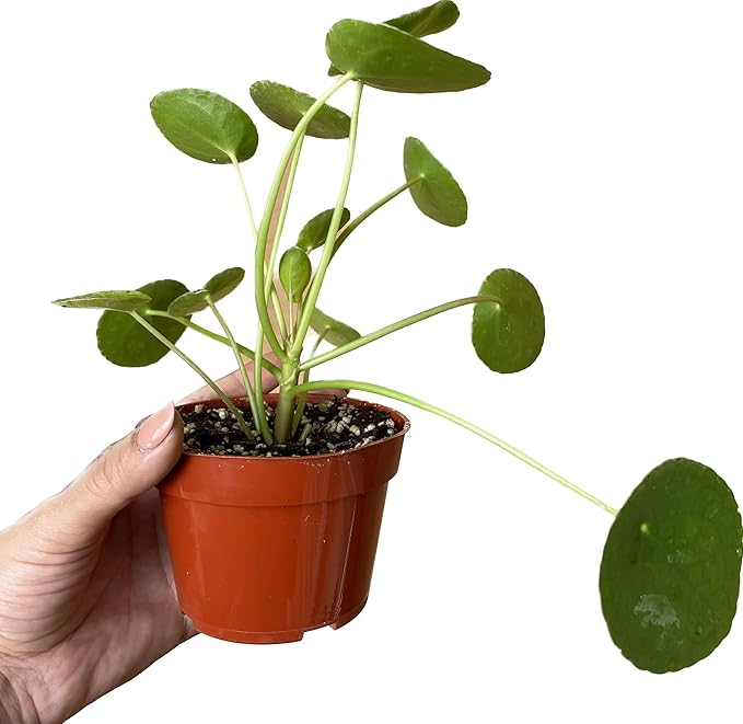 Chinese Money Plant Live - Pilea peperomioides Live Plant | Easy Care Indoor Houseplant | Air Purifying | 4-Inch & 6-inch Pot Available | California Seller (4" Pot, One Small Plant)