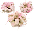 Raspberry Colorful Tillandsia Air Plants - Long Lasting Color Enhanced Live Tillandsia Succulent House Plants - Home and Garden Decor - Easy Care Indoor/Outdoor Plants (Mini Xerographica, Pack of 3)