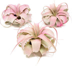 Raspberry Colorful Tillandsia Air Plants - Long Lasting Color Enhanced Live Tillandsia Succulent House Plants - Home and Garden Decor - Easy Care Indoor/Outdoor Plants (Mini Xerographica, Pack of 3)