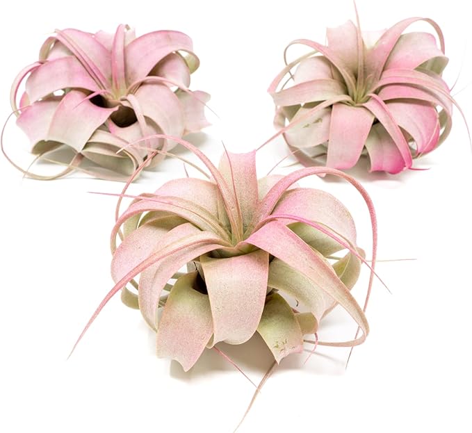 Raspberry Colorful Tillandsia Air Plants - Long Lasting Color Enhanced Live Tillandsia Succulent House Plants - Home and Garden Decor - Easy Care Indoor/Outdoor Plants (Mini Xerographica, Single)