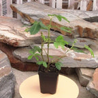 Mimosa pudica, Sensitive Plant, Touch-Me-Not, Bashful, Houseplant, Live Flowering Perennial with Foliage that Moves When Touched or Brushed, Cnt Sz: 3"