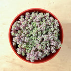 Sprout N Green 4" Sedum Dasyphyllum 'Minor', Live Succulent Fully Rooted in Pots, Rare House Plant for Home Office Indoor Outdoor Wedding Decoration, DIY Projects, Party Favor