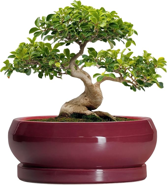 Bonsai Tree Pots 13 Inch - Ceramic Bonsai Pots with Drainage Hole and Tray, Large Succulent Planters Indoor, Round Bowl Planter Outdoor, Shallow Planter, House Decor, Birthday Gifts, Wine Red