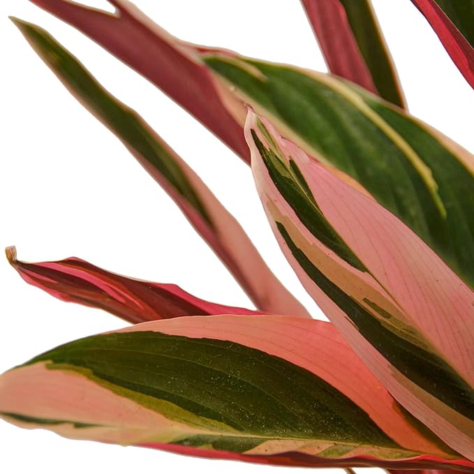Stromanthe 'Triostar' Live Plant for Indoor | Different Houseplants in 4'' & 6'' Pot | Real House Plant for Living Room, Office, Desk & Bathroom | Triostar | Magenta Triostar