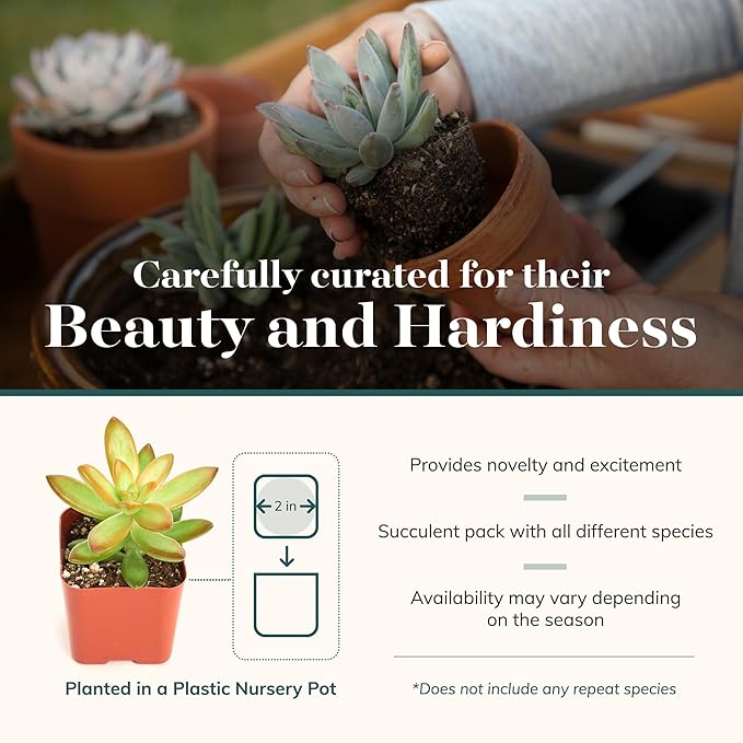 Shop Succulents Unique Succulent Plant Pack Bulk Collection - Live Mini Succulent Plants, Low Maintenance, Exceptional Colors & Textures - Wedding and Party Favors, Gift & Garden, Pack of 20