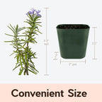 My Shelfie - Rosemary Plant Starter, Aromatic Rosemary Plants Live in 2-Inch Pot, Live Plants 2-3 Inch Tall, Blue-Purple Rosemary Herb Plants, Bee-Friendly, 5 Pieces, Green
