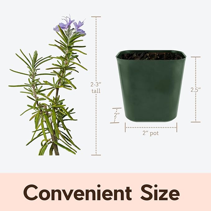 My Shelfie - Rosemary Plant Starter, Aromatic Rosemary Plants Live in 2-Inch Pot, Live Plants 2-3 Inch Tall, Blue-Purple Rosemary Herb Plants, Bee-Friendly, 5 Pieces, Green