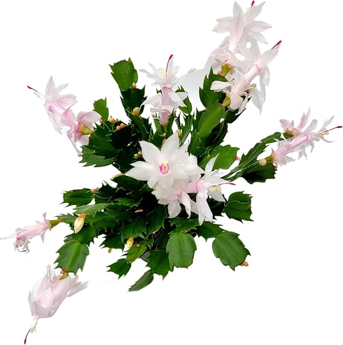 Thanksgiving Cactus, Live Indoor Plant, Flowering Houseplant, Christmas Cactus, Pink White Seasonal Blooms, 4-Inch Pot, Pet Safe Holiday Decor, Free Heat Pack
