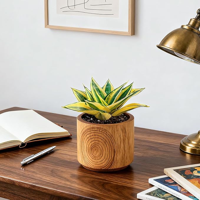 4" Live Succulent Snake Plants, Easy Care Potted Succulents, Indoor Houseplant, Unique Gifts, Home Office Décor