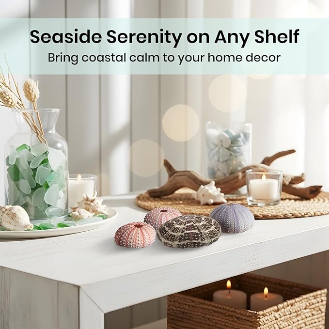 Nautical Crush Trading Sea Urchins Shells for Air Plants - 5 Assorted Coastal Sea Urchin Shells - Hanging Air Plant Holder - Air Plants Live Holders - Air Plant Pot - No Plants Included
