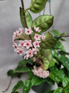 Hoya Krinkle 8 Live Hoya Plant Pink Flowers with Chocolate Smells Available in 2", 4", and 6" Pot (6" Hanging Pot)