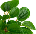 Shop Succulents Peperomia Rana Verde, Live Indoor Plant, Low Maintenance Compact Houseplant with Vibrant Green Leaves, Ideal for Home Decor, Office, and Room Enhancement, 6 Inch Nursery Pot