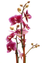 DecoBlooms Premium Purple 3” Orchid Live Indoor Plant (Modern Pot Included) – Grown in the USA - Fresh Flowering Home Decor Delivery for Birthday, Anniversary, Sympathy, Wedding, Mother's Day