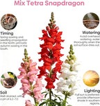 Groundio 1500+ Tetra Mix Snapdragon Seeds for USDA 1-12 Planting, 18-24’’ Tall Snap Dragon Mix, Annual Wildflower Seeds, Ideal for Garden, Containers (Antirrhinum Majus)