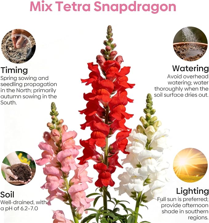 Groundio 1500+ Tetra Mix Snapdragon Seeds for USDA 1-12 Planting, 18-24’’ Tall Snap Dragon Mix, Annual Wildflower Seeds, Ideal for Garden, Containers (Antirrhinum Majus)