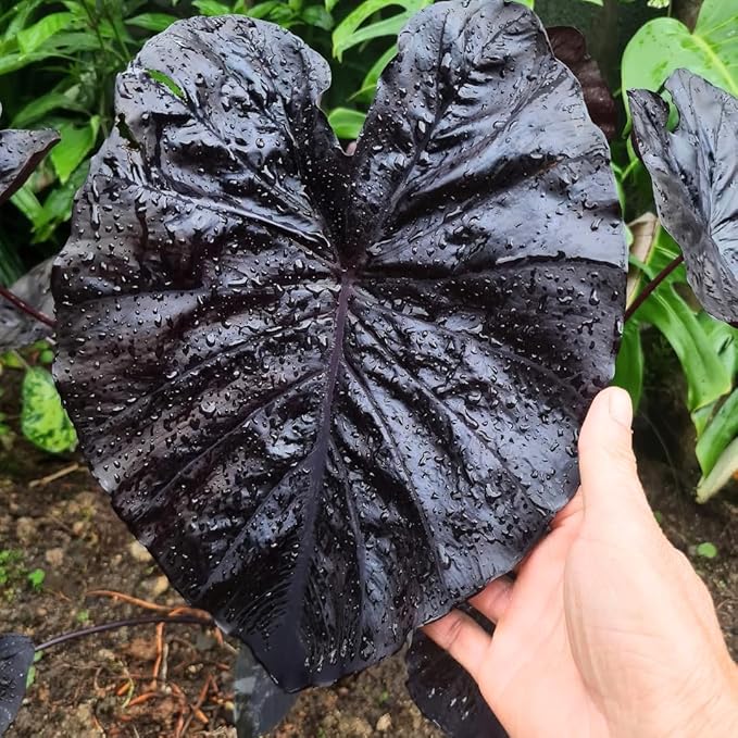2 Black Coral Alocasia Plants Live Houseplant for Indoor Outdoor Growing, 4 to 8 Inches Tall, Rare and Hardy