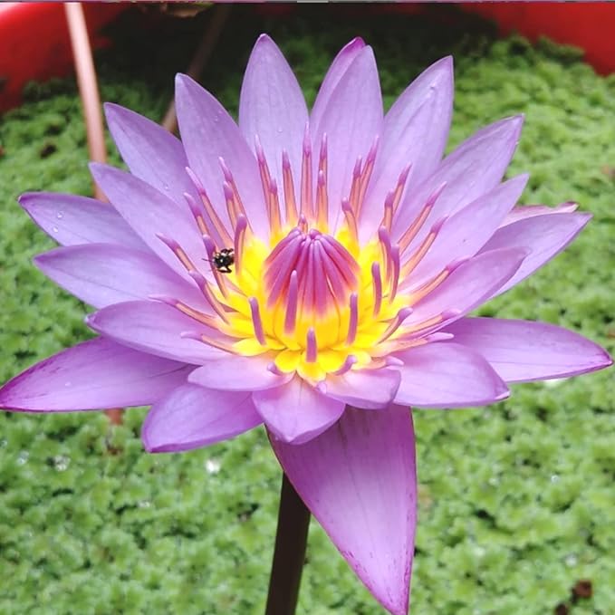Mainam Purple Nymphaea Alin Live Aquarium Plant Tropical Water Lilies Tuber for Freshwater Fish Pond Balcony