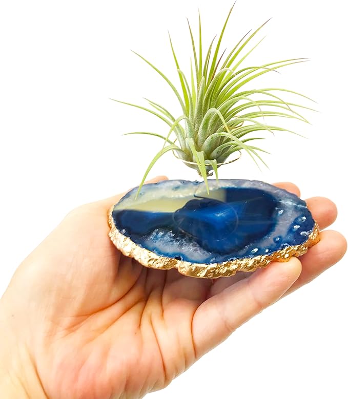 Blue Agate Slice Crystal Air Plant Holder Includes Healthy Air Plant and Hug Gift Box Sympathy Gift Thinking of You Gift Birthday Gift