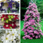 Clematis Vine Plants Live in Pot, 8 Months Old Seedlings Climbing Flowering, Outdoor Trellis Fences, Cold Hardy (Random Clematis)