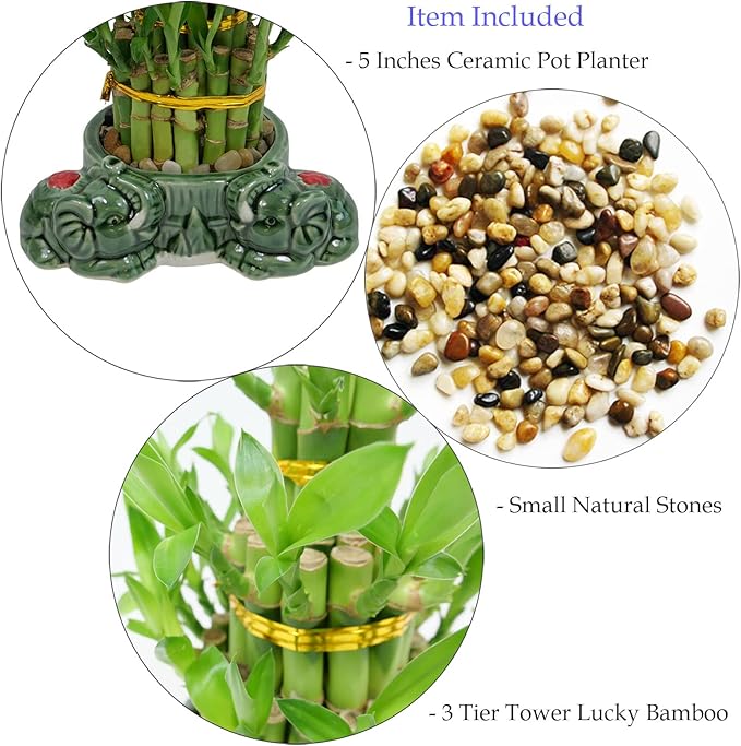 Athena’s Garden Lucky Bamboo Indoor Live Plant 3 Tier Tower Fresh Plant in Ceramic Planter (Flower Elephant)