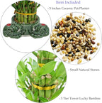Athena’s Garden Lucky Bamboo Indoor Live Plant 3 Tier Tower Fresh Plant in Ceramic Planter (Flower Elephant)