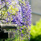 20+ Japanese Wisteria Purple Ornamental Vine Climber Seeds for Planting Home Garden Indoors or Outdoors