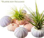 Nautical Crush Trading Sea Urchins Shells for Air Plants - 6 Pink & 6 Purple Sea Urchin Shells - Hanging Air Plant Holder - Air Plants Live Holders - Air Plant Pot - No Plants Included