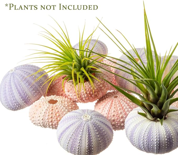 Nautical Crush Trading Sea Urchins Shells for Air Plants - 6 Pink & 6 Purple Sea Urchin Shells - Hanging Air Plant Holder - Air Plants Live Holders - Air Plant Pot - No Plants Included