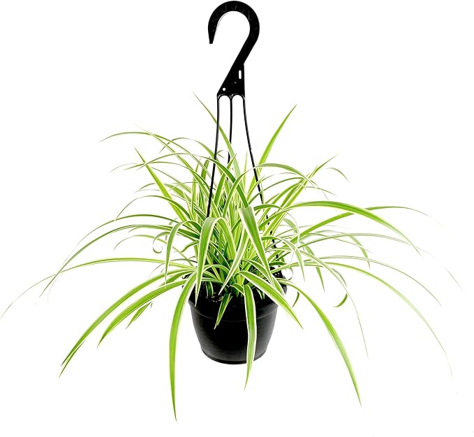 Live Spider Plant in 6" Hanging Basket with Detachable Hook, Pet Friendly Houseplant for Home or Office, Unique Seasonal Varieties, Real Easy to Grow Houseplants by Plants for Pets