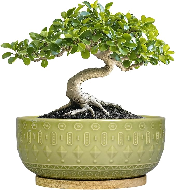 Bonsai Tree Pot - 8 Inch Ceramic Succulent Pots with Drainage Hole and Saucer, Boho Round Shallow Planter Bowl for Indoor Plants Flower, Office Decor, Gifts for Women & Men, Green