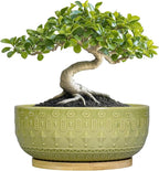 Bonsai Tree Pot - 8 Inch Ceramic Succulent Pots with Drainage Hole and Saucer, Boho Round Shallow Planter Bowl for Indoor Plants Flower, Office Decor, Gifts for Women & Men, Green