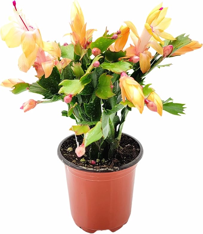 Thanksgiving Cactus, Peach Seasonal Blooms, Live Indoor Plant, Flowering Houseplant, Christmas Cactus, 4-Inch Pot, Holiday Decor, Pet Safe, Free Heat Pack