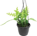 Zigzag Fishbone Cactus Plants Hanging Basket, Epiphyllum Plant, RIC Rac Cactus Plants Live Succulents Plants Live Houseplants, House Plants Indoors Live Indoor House Plants by Plants for Pets