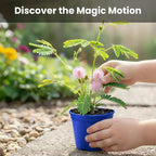 TickleMe Plant Deluxe Family Greenhouse Kit – Grow the Playful Plant that Closes Its Leaves When Tickled! Includes Mini Greenhouse, 3 Seed Packets, Soil Pellets & Pots – Fun Indoor Gardening Gift