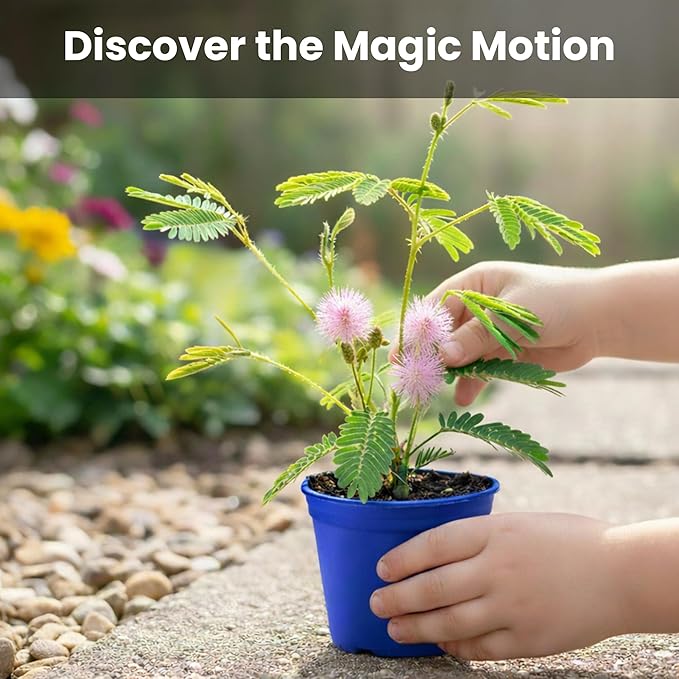 TickleMe Plant Deluxe Family Greenhouse Kit – Grow the Playful Plant that Closes Its Leaves When Tickled! Includes Mini Greenhouse, 3 Seed Packets, Soil Pellets & Pots – Fun Indoor Gardening Gift