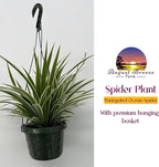 Live Variegated Ocean Spider Plant in Basket - Chlorophytum Comosum Plant for Home, Garden & Office Decor - Easy to Grow Air Purifying Houseplant Striped Foliage - Easy to Care (1)