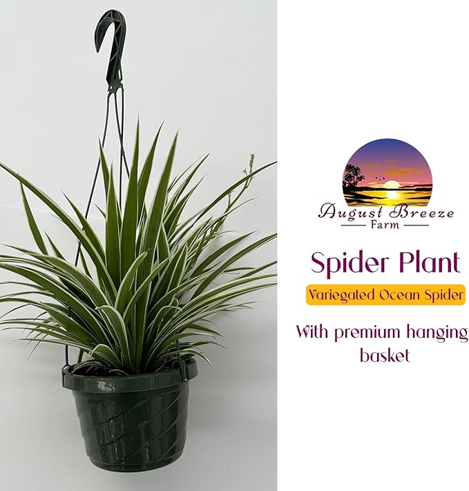 Live Variegated Ocean Spider Plant in Basket - Chlorophytum Comosum Plant for Home, Garden & Office Decor - Easy to Grow Air Purifying Houseplant Striped Foliage - Easy to Care (1)