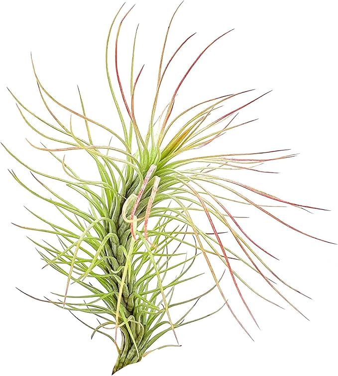 ragnaroc Air Plants - Tillandsia Funckiana, Large 5" - 3ct - Live Arrival Guaranteed - House Plants for Home Decor & Gift