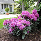 Purple Azalea Plant Live, 7 Months Old Rhododendron Like, Azalea Rhododendron Tree Flowers Plants Live Bush in Pot