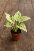 Marble Queen Pothos – Live Plant in 2 Inch Pot - Air Purifier Plant to Make Your House Healthier