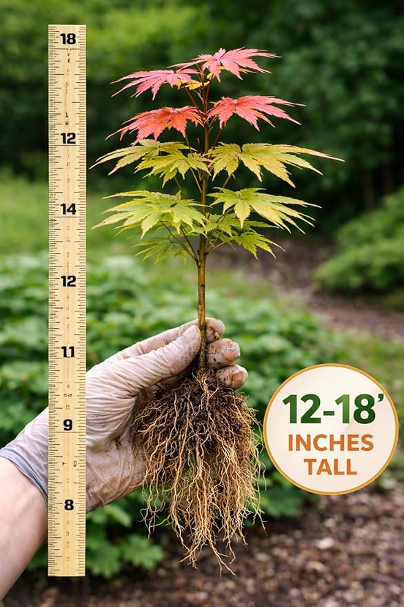 Green Geisha Girl Japanese Maple Tree Plant – Great for Bonsai or Outdoors - Live Ornamental Maple – 12–18 Inch Tall Plant – Stunning Foliage, Slow Growing Landscape Tree for Gardens & Containers